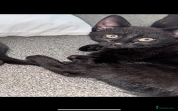 British Shorthair cats for sale: 2 Kittens for sale - Image 9