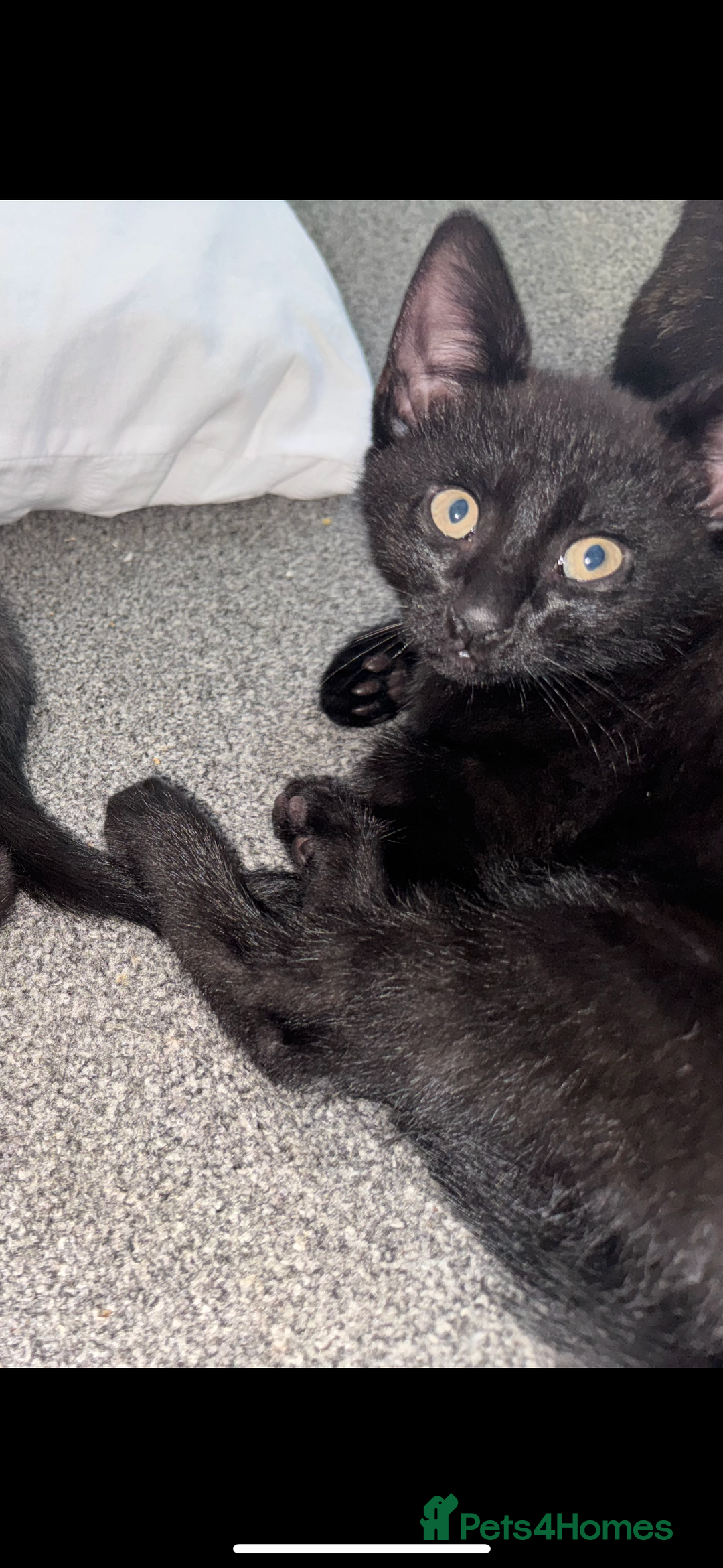 British Shorthair cats for sale: 2 Kittens for sale - Image 9