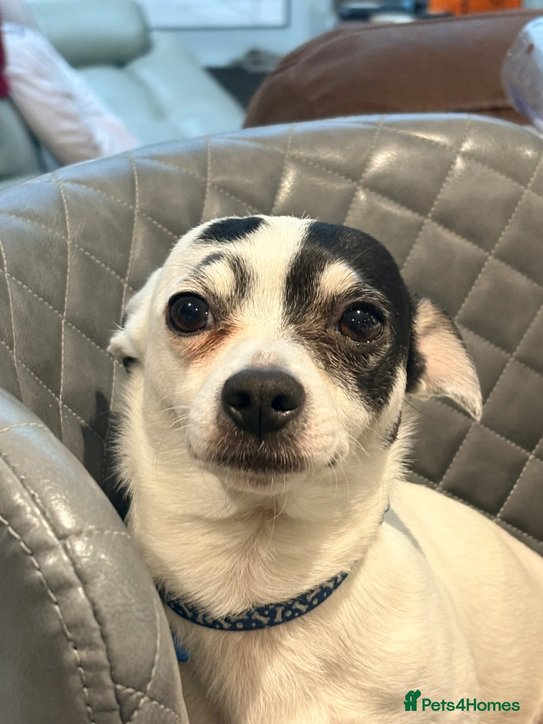 Jack Chi dogs for sale: ‘Milo’ 4 year old JackChi - Advert 2