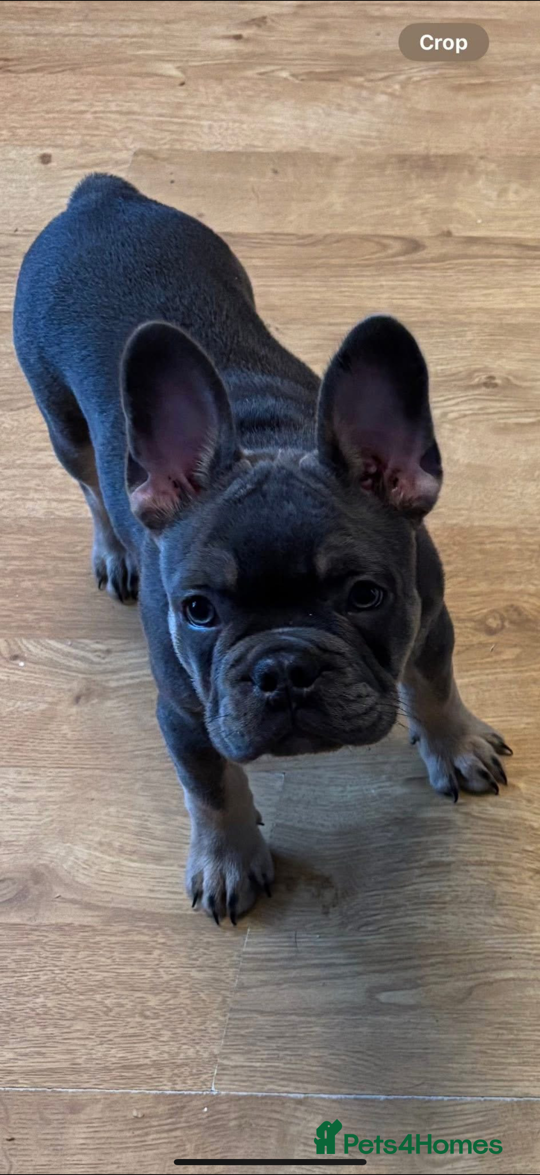 French Bulldog dogs for sale: Female frenchie  - Image 5