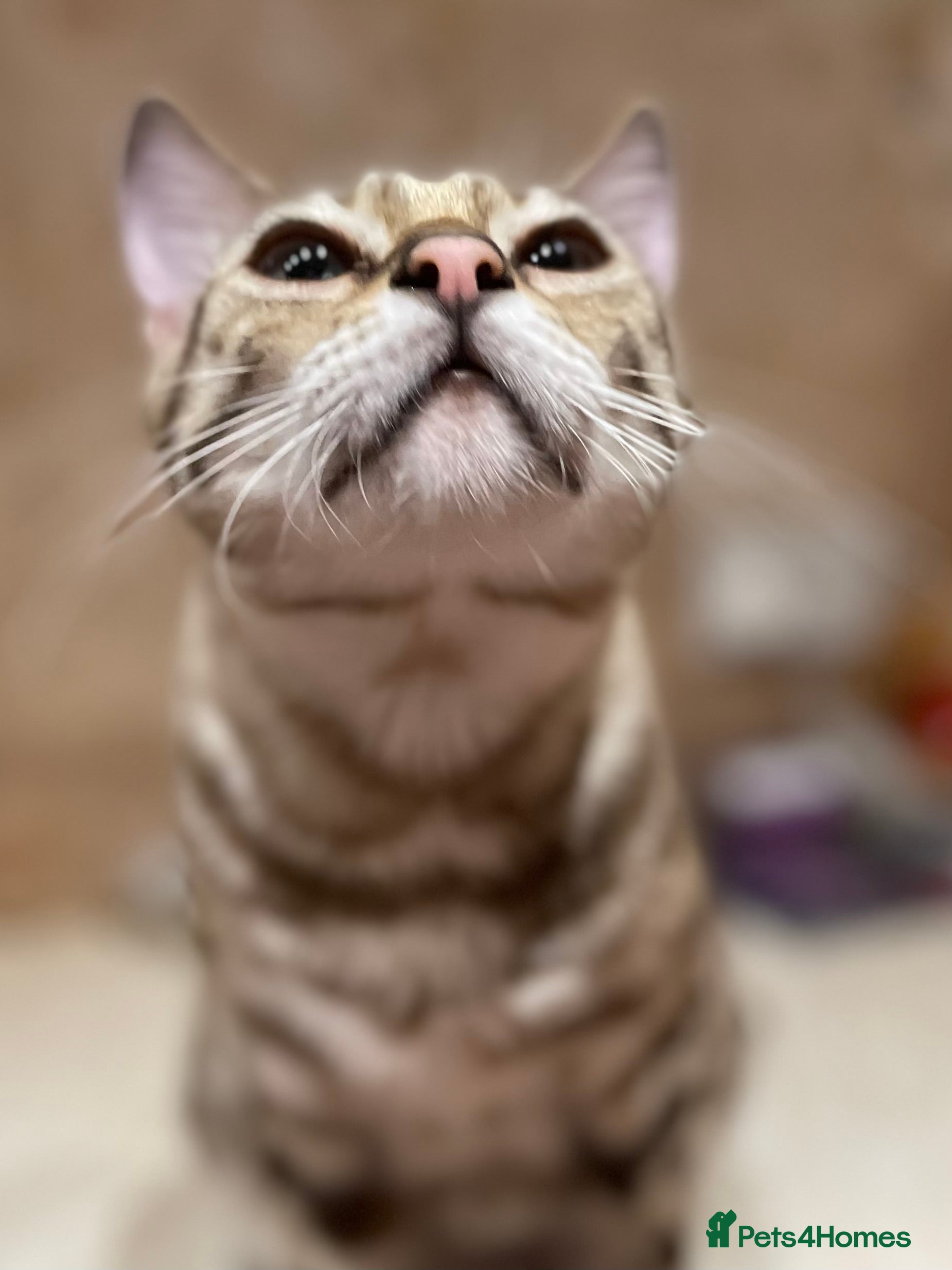 Bengal cats Beautiful Bengal family members - Advert 2