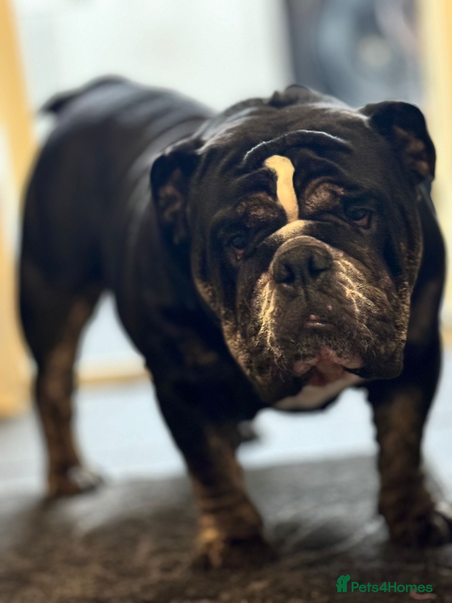 English Bulldog dogs English bulldog puppy’s for sale  - Advert 1