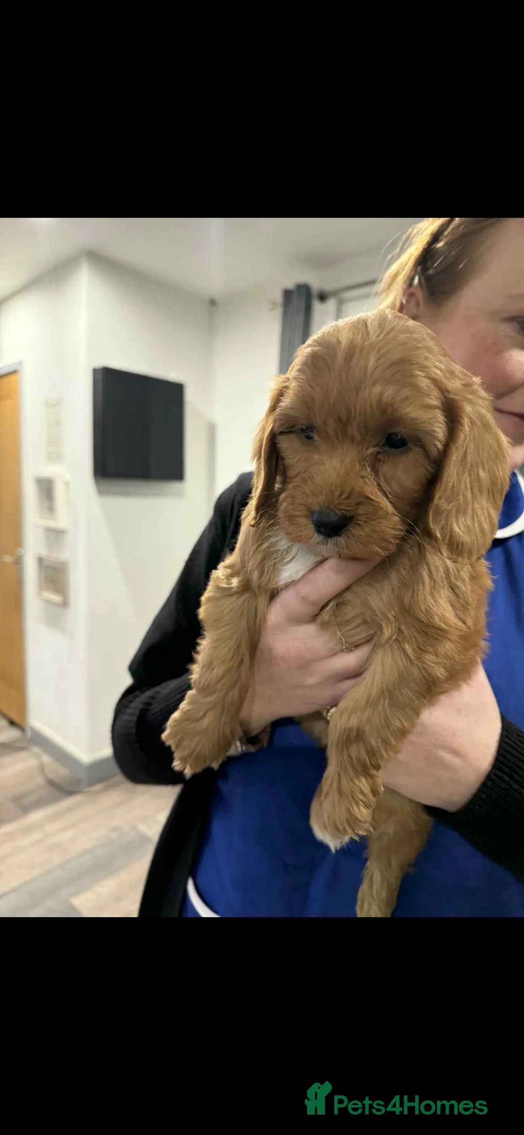 Cockapoo dogs for sale: Adorable F1 cockapoo puppies for sale - Advert 6