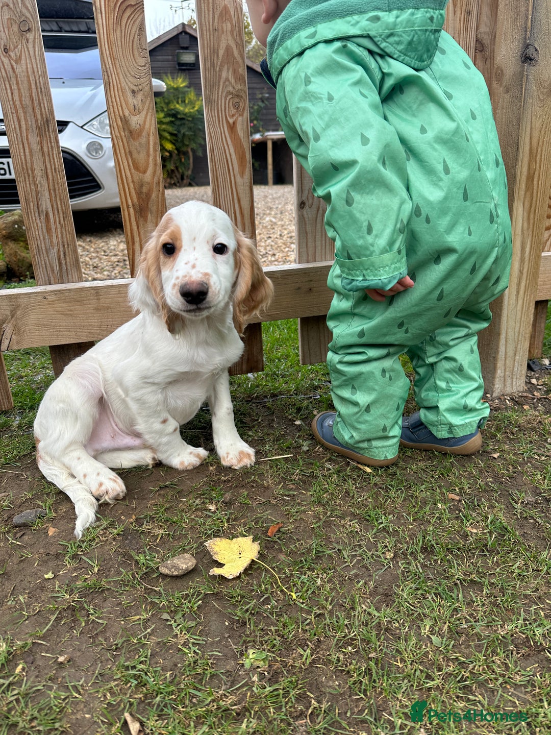 Cocker Spaniel dogs for sale: Working cocker spaniels puppies  - Image 11