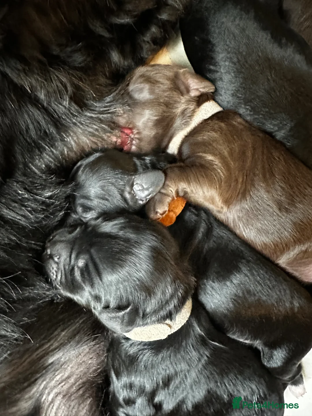 Cavapoo dogs for sale: Cavapoo puppies  - Advert 2