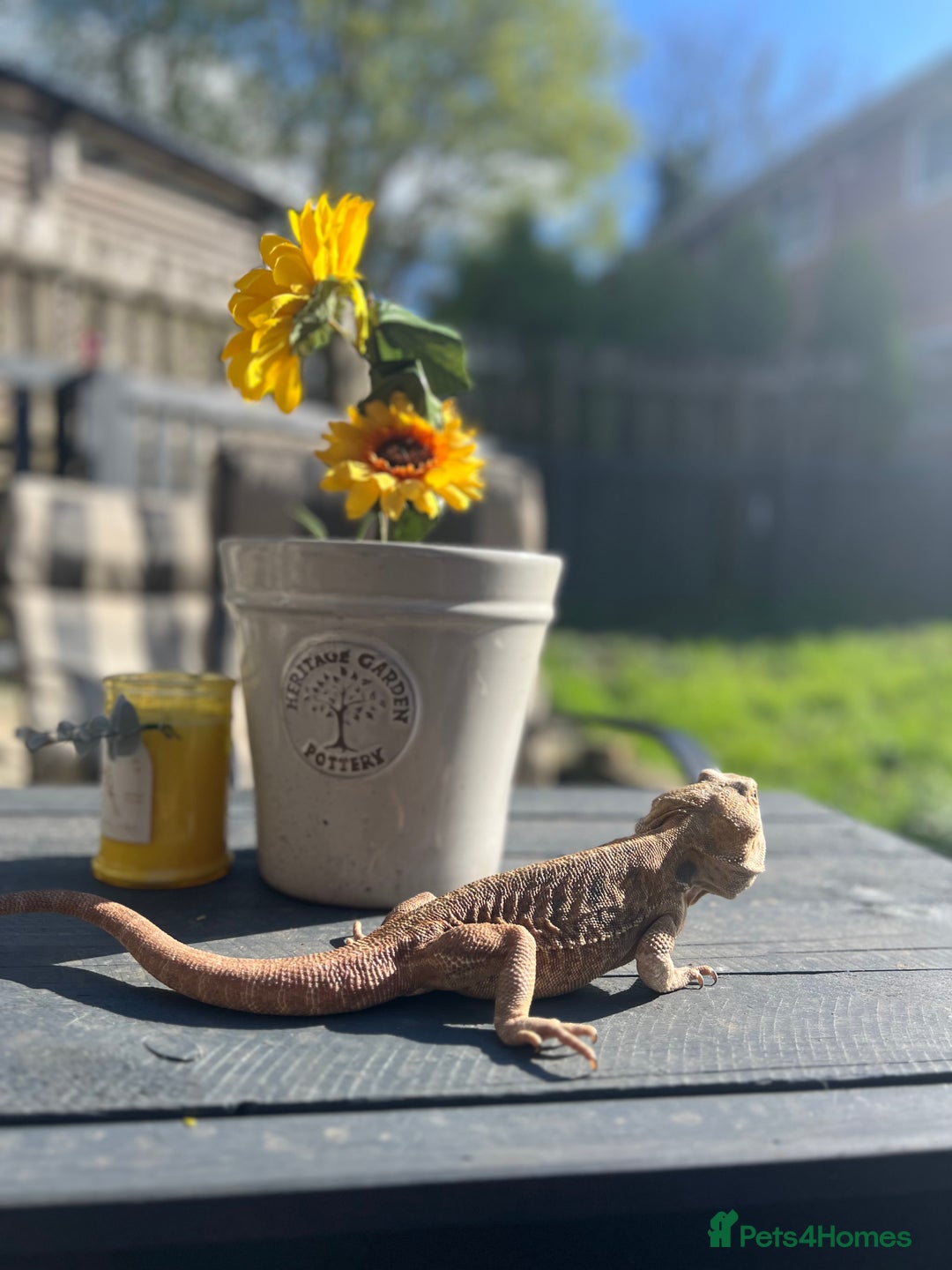 Bearded Dragon reptiles for sale: Male bearded dragon  - Image 3