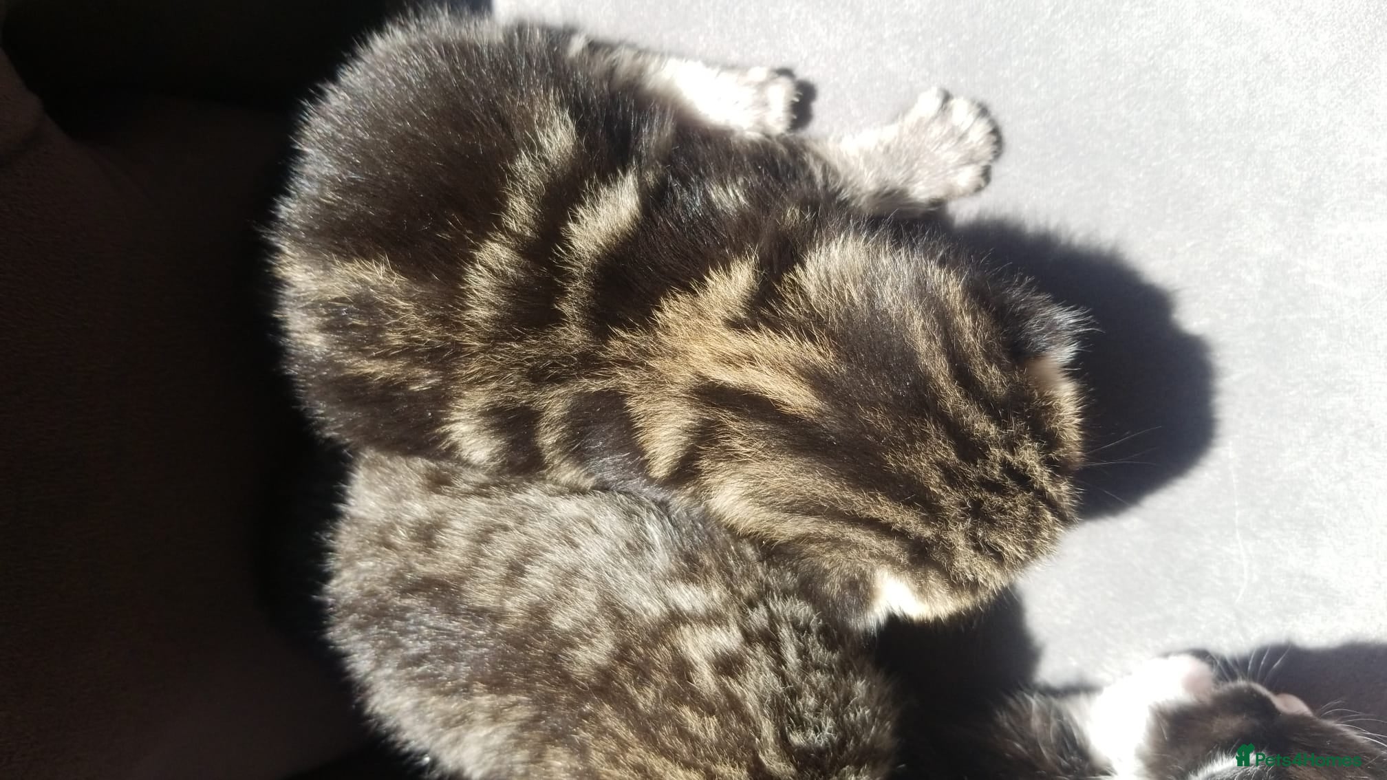 Mixed Breed cats Mixed maine coon x kittens  - Advert 1