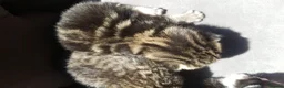 Mixed Breed cats for sale: Mixed maine coon x kittens  in Saint Helens - Advert 1