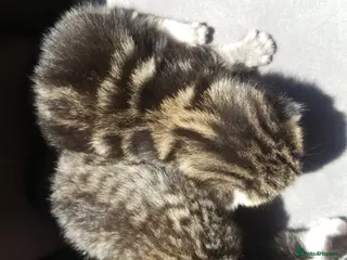 Mixed Breed cats Mixed maine coon x kittens - Advert 2