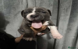 Mixed Breed dogs for sale: Cane Corso x Great Dane pups !! 7 available !! - Image 11