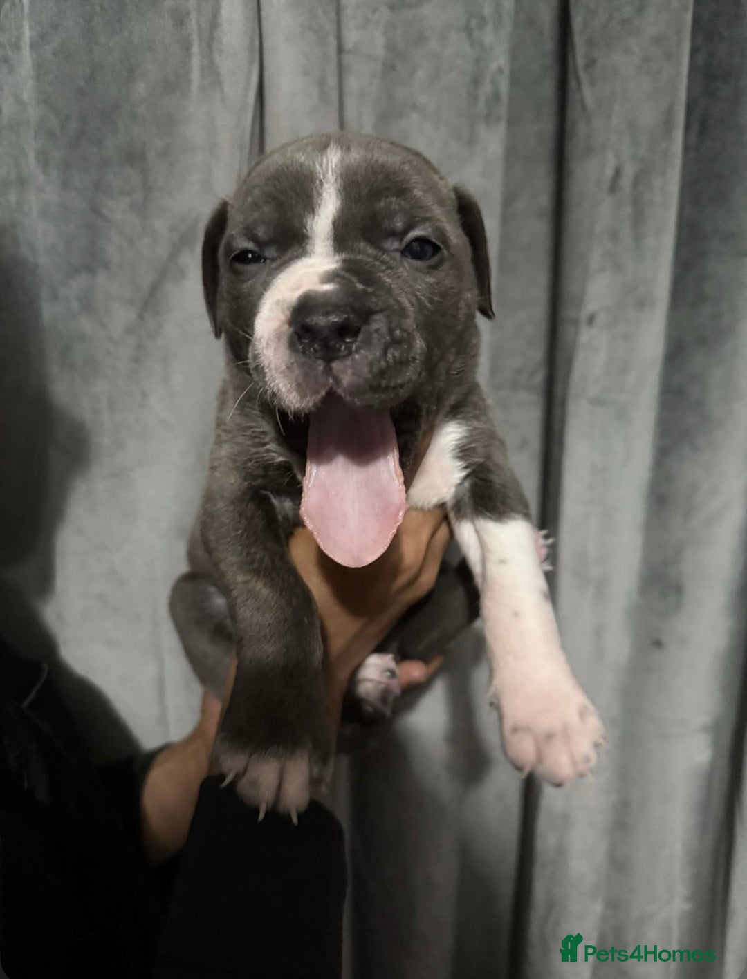 Mixed Breed dogs for sale: Cane Corso x Great Dane pups !! 7 available !! - Image 11