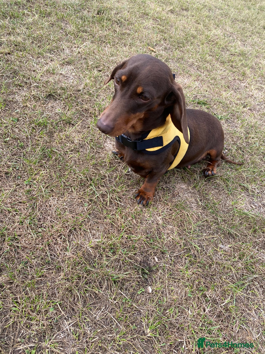 Miniature Dachshund dogs for sale: Trixie kc registered Smooth Miniature dachshund - Advert 6