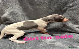 Whippet dogs for sale: whippet puppies - Image 1