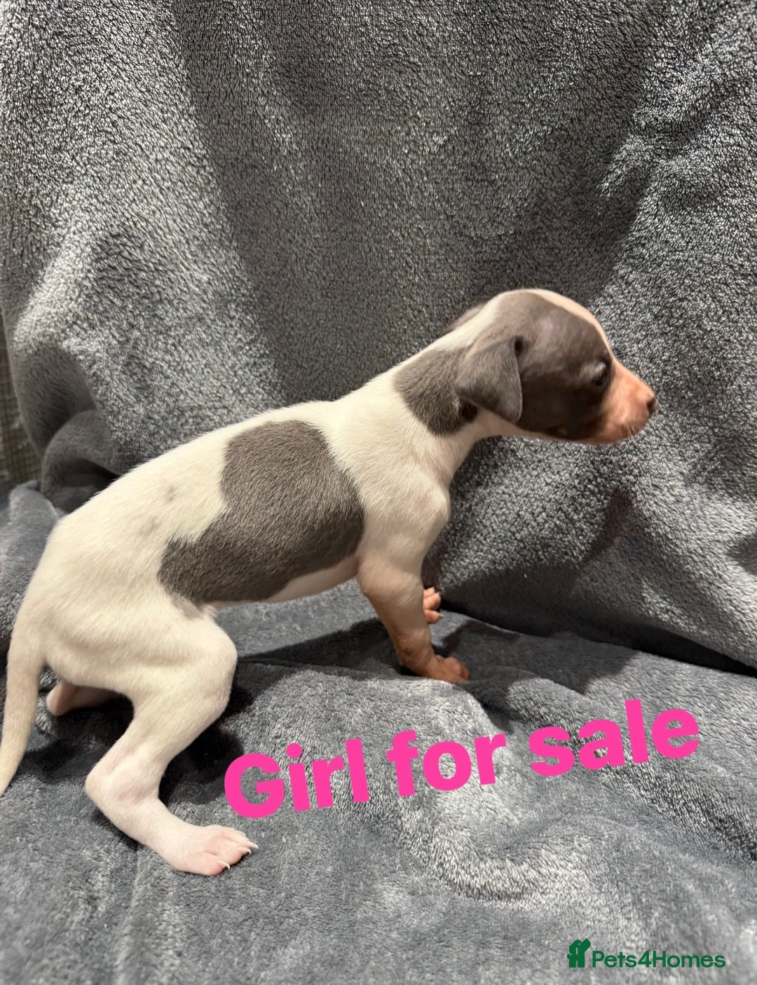 Whippet dogs for sale: whippet puppies - Image 1