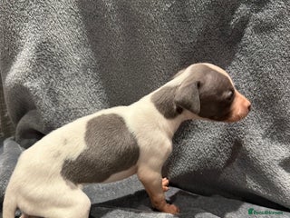 Whippet dogs - Advert 3