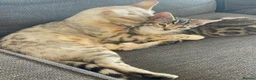Bengal cats for sale: Bengal X READY NOW  - Advert 1
