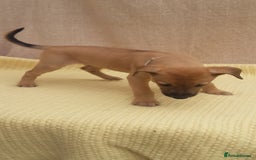 Lurcher dogs for sale: Lurcher puppies for sale.  - Image 11