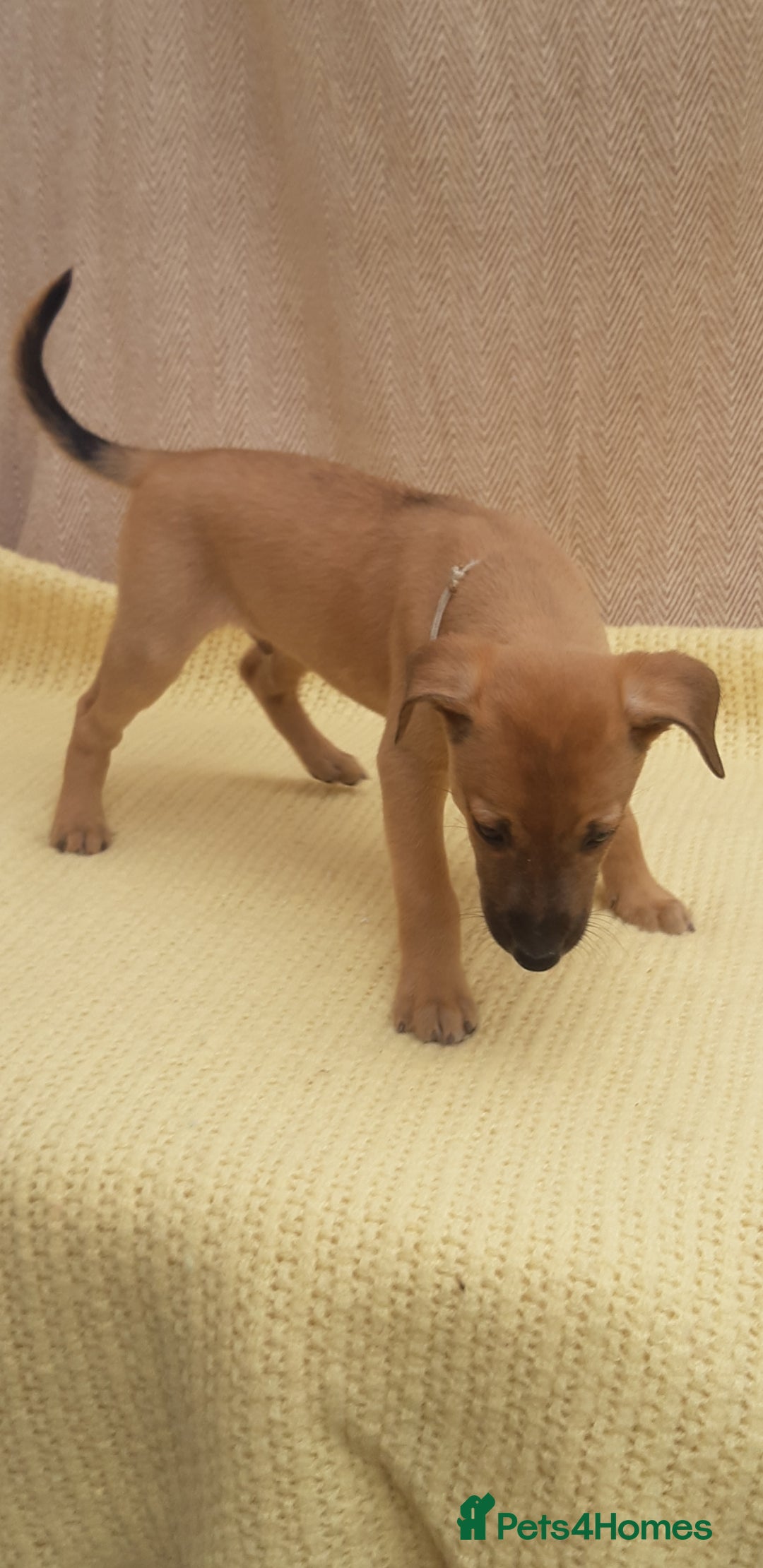 Lurcher dogs for sale: Lurcher puppies for sale.  - Image 11