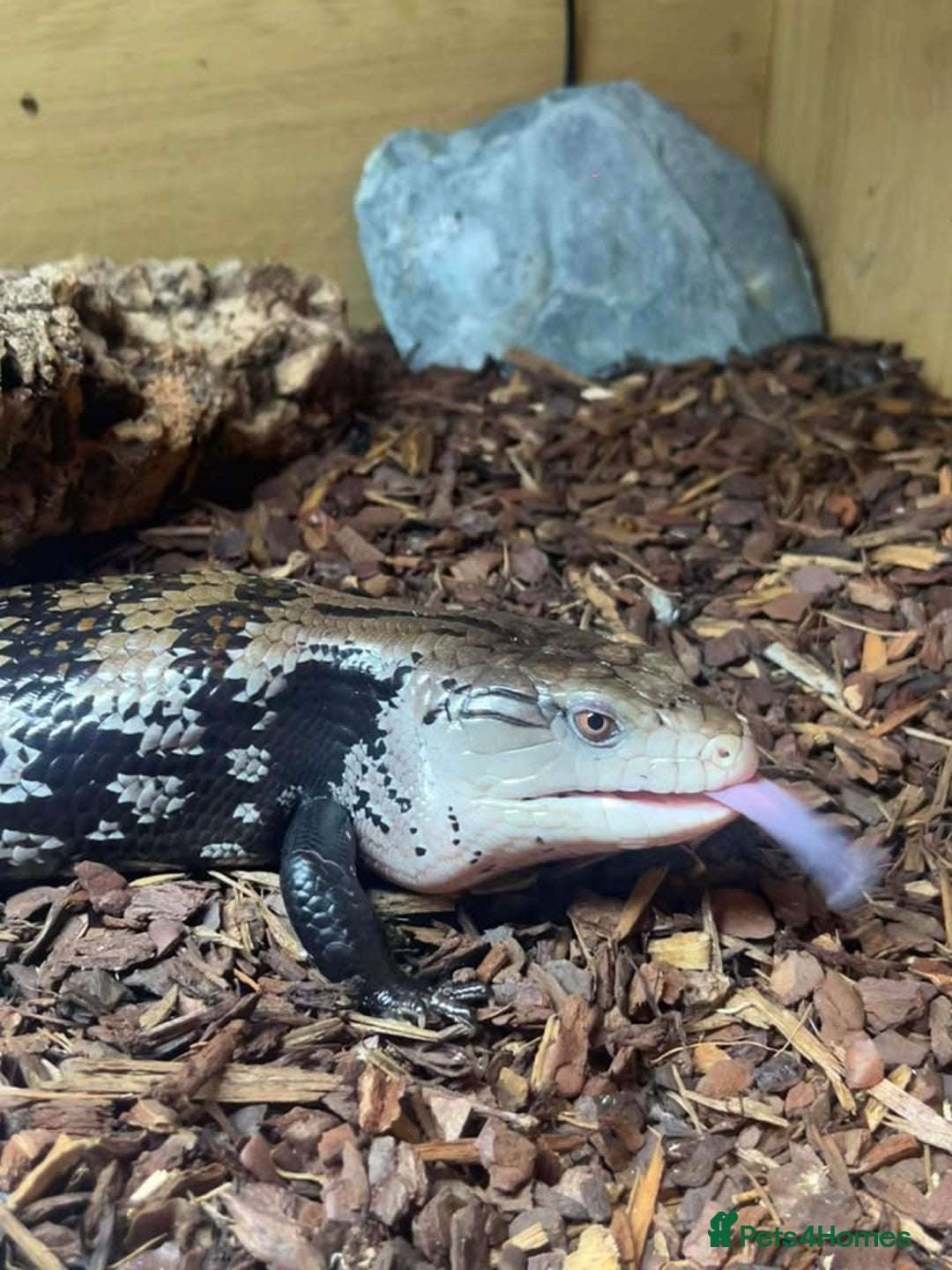 Bearded Dragon reptiles for sale: Variety of reptiles  - Advert 3