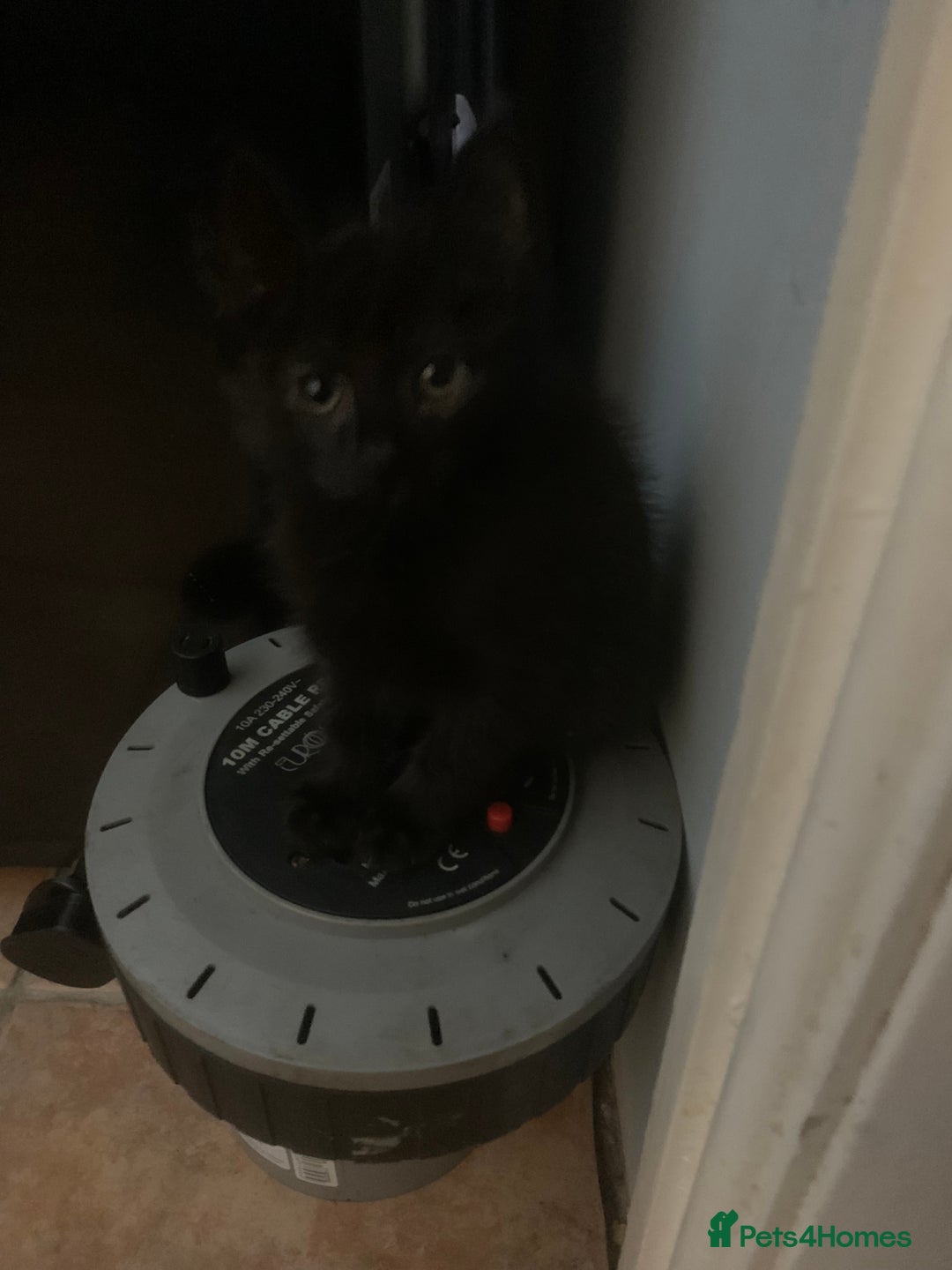 Mixed Breed cats for sale: READY NOW  - Advert 29