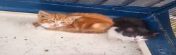 Mixed Breed cats for sale: 2 beautiful kittens - Advert 6