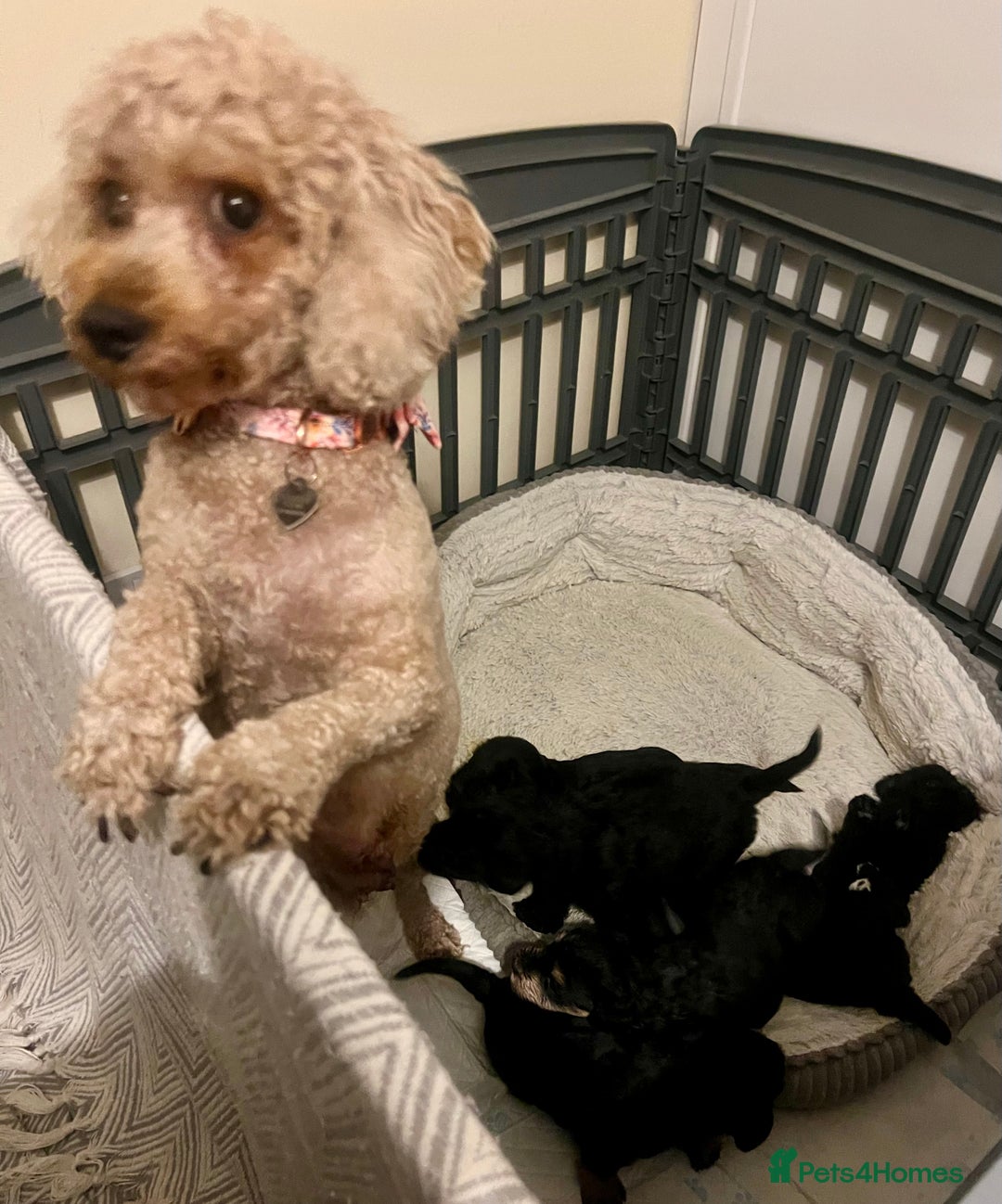 Miniature Schnauzer dogs for sale: 🐾🤎🐶Cavaschnauzer-Pups🐶🤎🐾 - Image 34