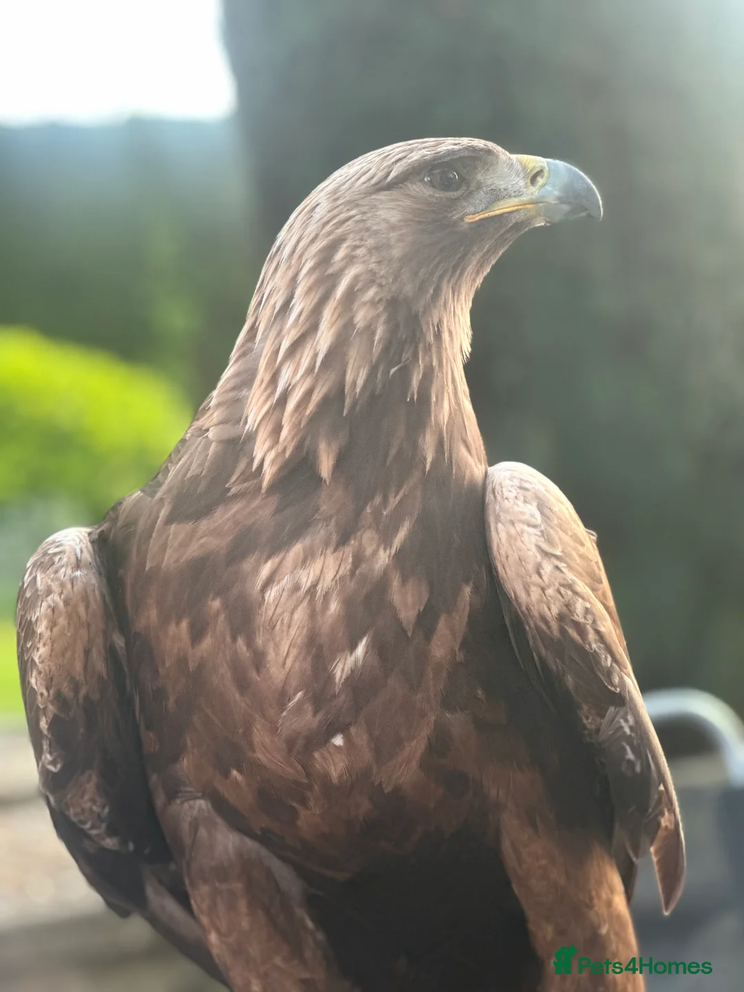 Mixed Breed birds for sale: Male Golden Eagle  in Huddersfield - Advert 4