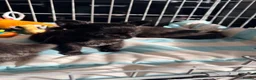 Chihuahua dogs for sale: Long coat chihuahua  - Advert 5