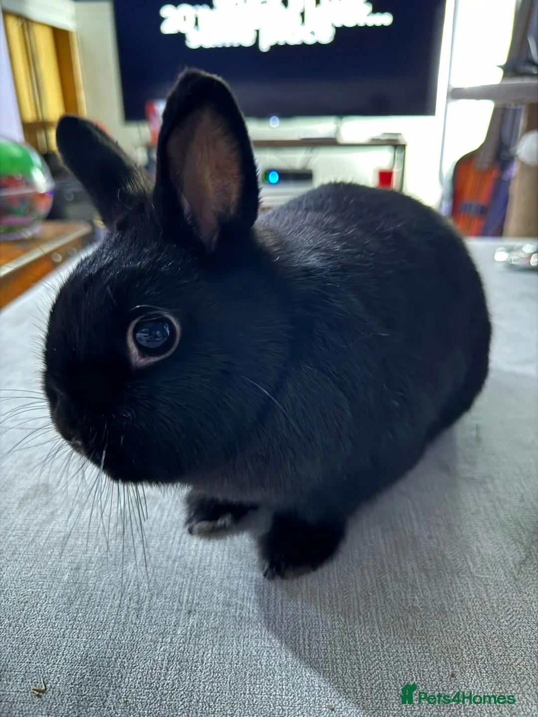 Netherland Dwarf rabbits for sale: Bonded trio looking for new home. - Advert 4