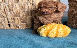 Miniature Poodle dogs for sale: 🐾 Beautiful KC 🦊 Red Miniature Poodle Puppies 🐾 - Image 39
