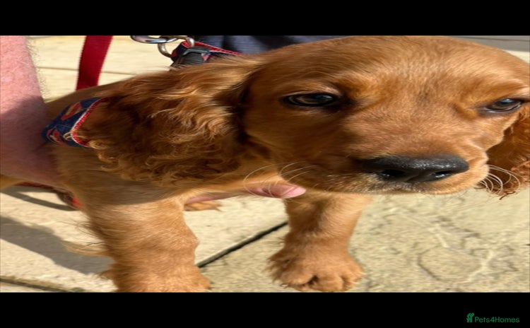 Cocker Spaniel dogs - Advert 8