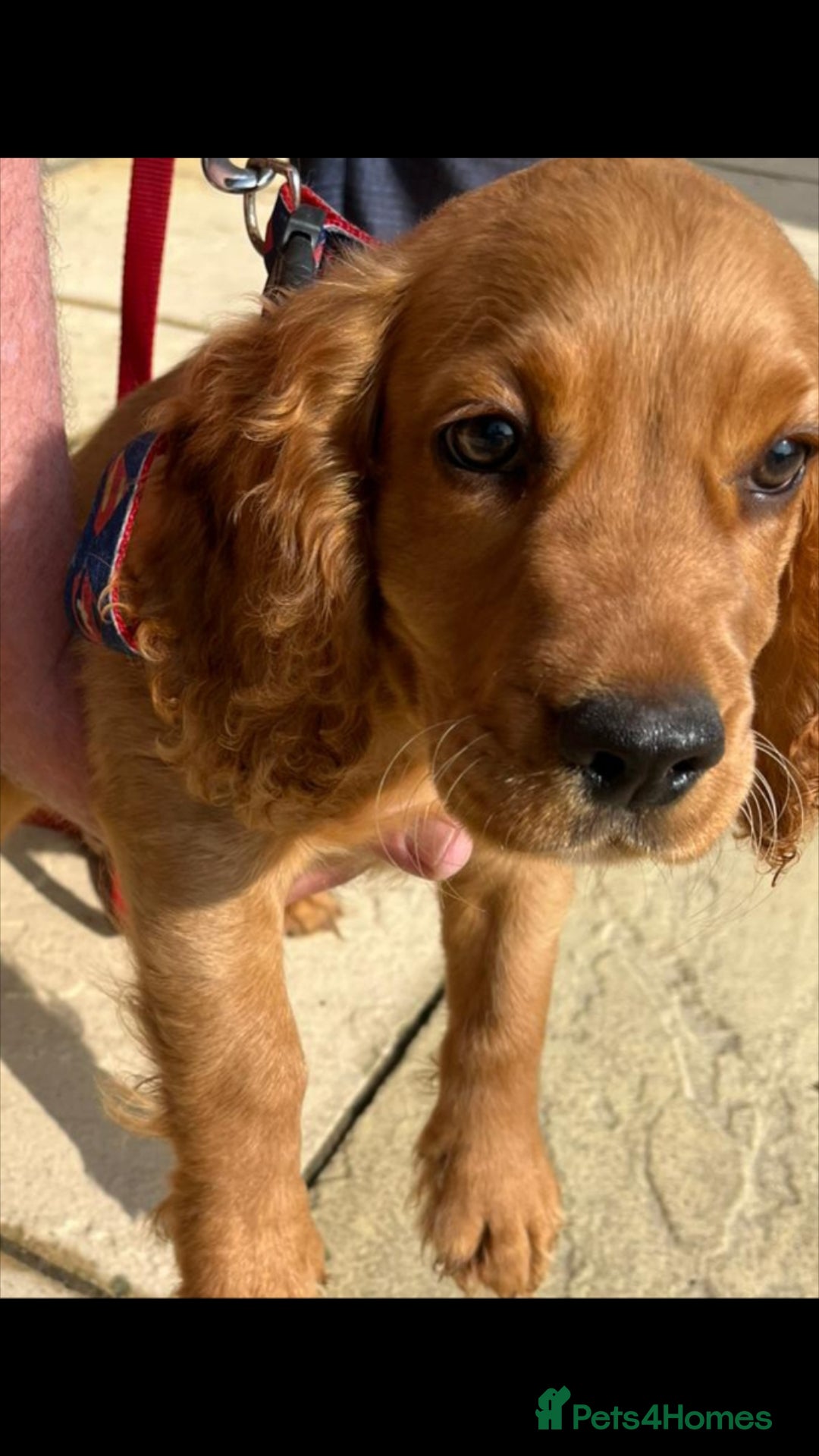 Cocker Spaniel dogs for sale: Outstanding kc cocker spaniels - Image 1