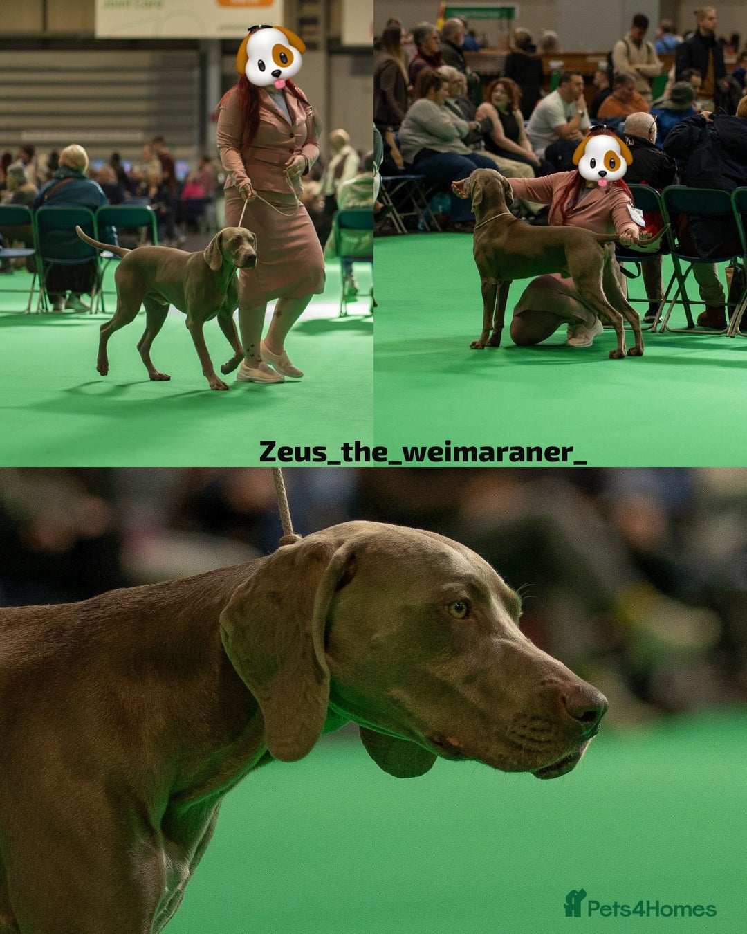 Weimaraner dogs for sale: Weimaraner gunalt champion bloodline KCregistered  - Advert 5