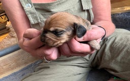 Dachshund dogs for sale: Short backed wire-haired dachshunds - Image 5