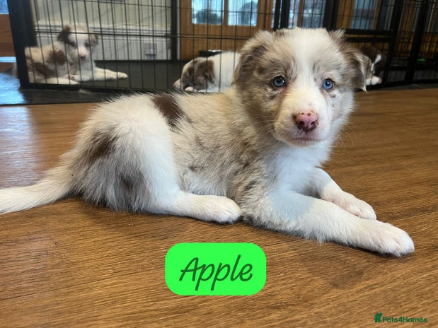 Border Collie dogs - Advert 1