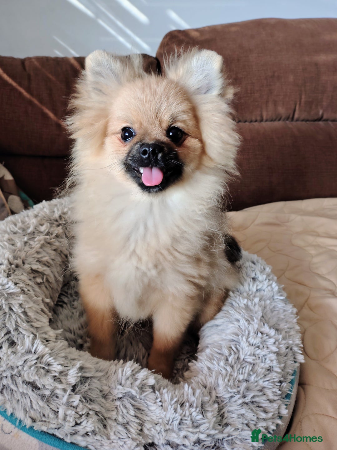 Pomeranian dogs for sale: Pom puppys with Kc reg , pedigree for sale - Image 5