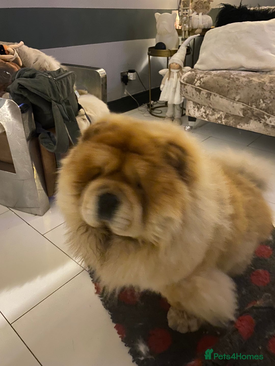 Chow Chow dogs for sale: Stunning Chow chow pups ready for new homes  - Advert 16