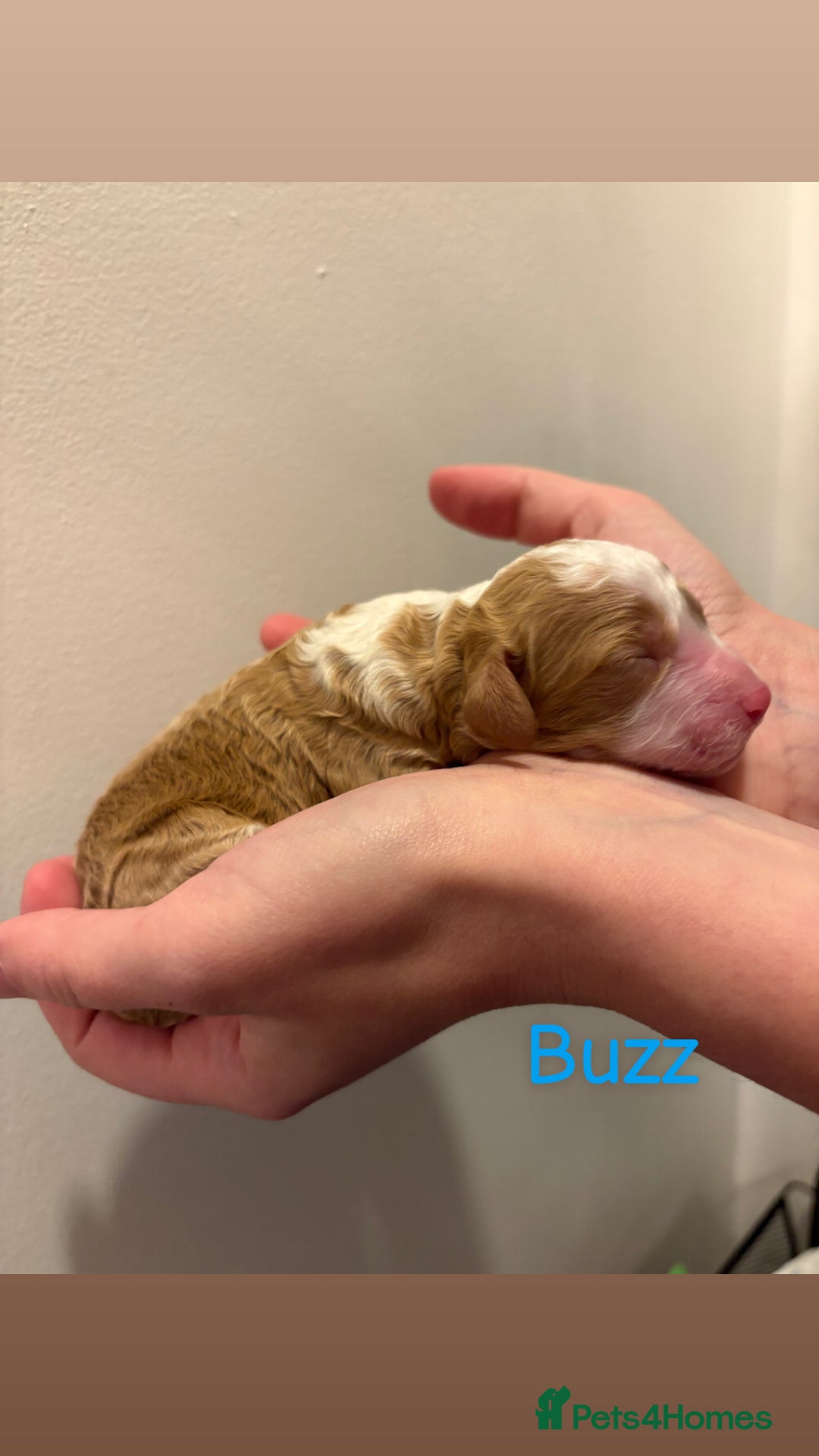 Cockapoo dogs for sale: 🐶🐾Cockapoo puppies 🐶🐾 - Advert 15