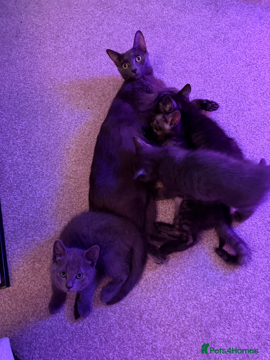 Mixed Breed cats for sale: 4 beautiful mixed breed cats for sell - Advert 4