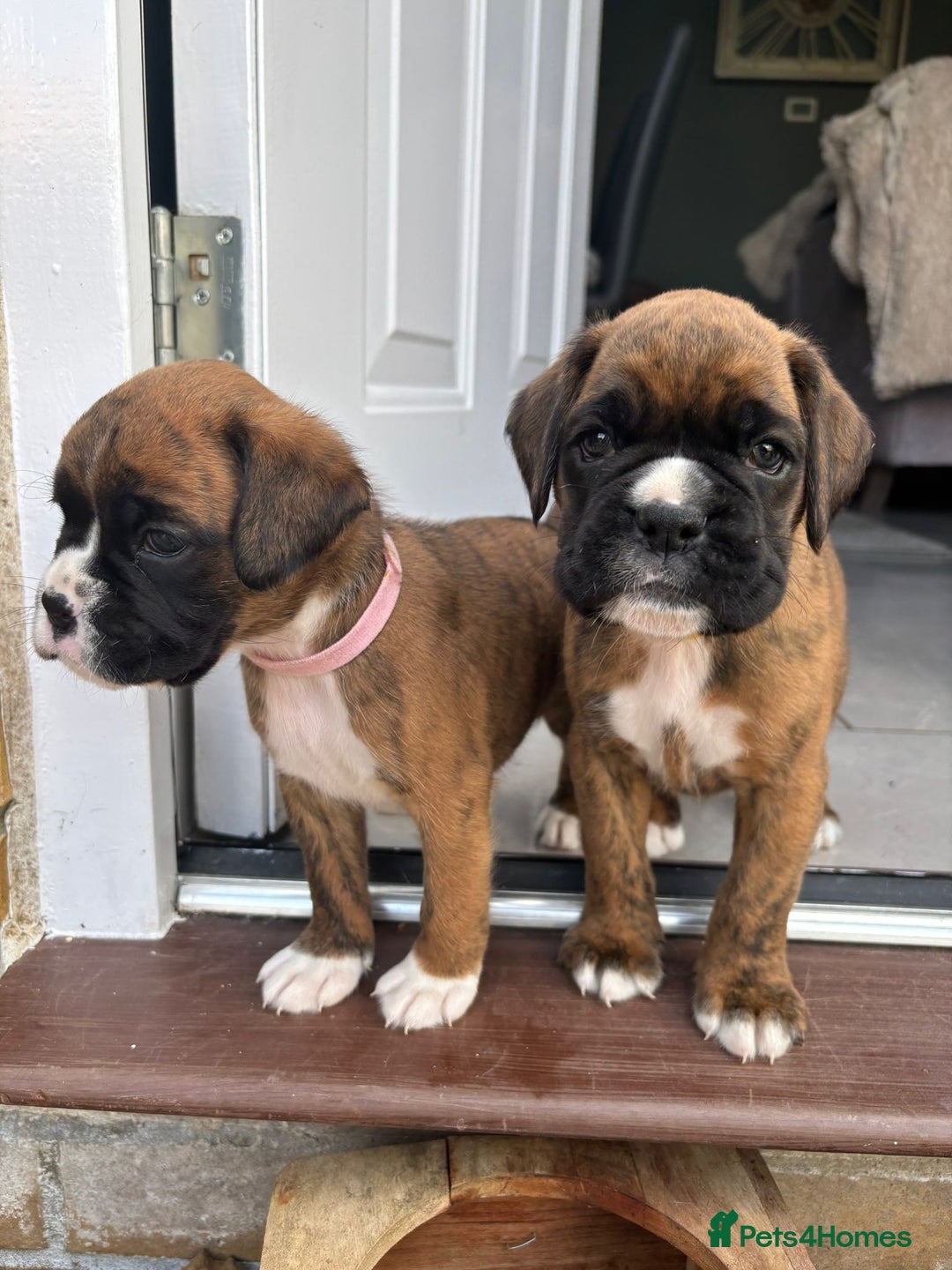 Boxer dogs for sale: KC PEDIGREE BOXER PUPPIES  - Image 9