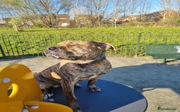 Presa Canario dogs for stud: Gwauro - Pressa X Dutch Herder - Image 4