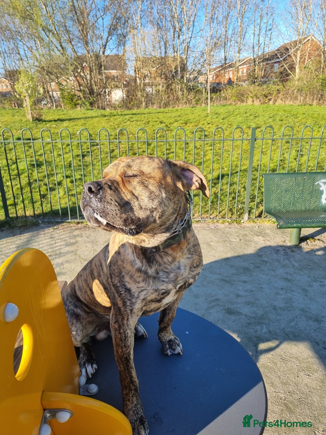 Presa Canario dogs for stud: Gwauro - Pressa X Dutch Herder - Image 4