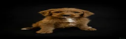 Goldendoodle dogs for sale: Beautiful golden doodles looking for forever homes - Advert 7