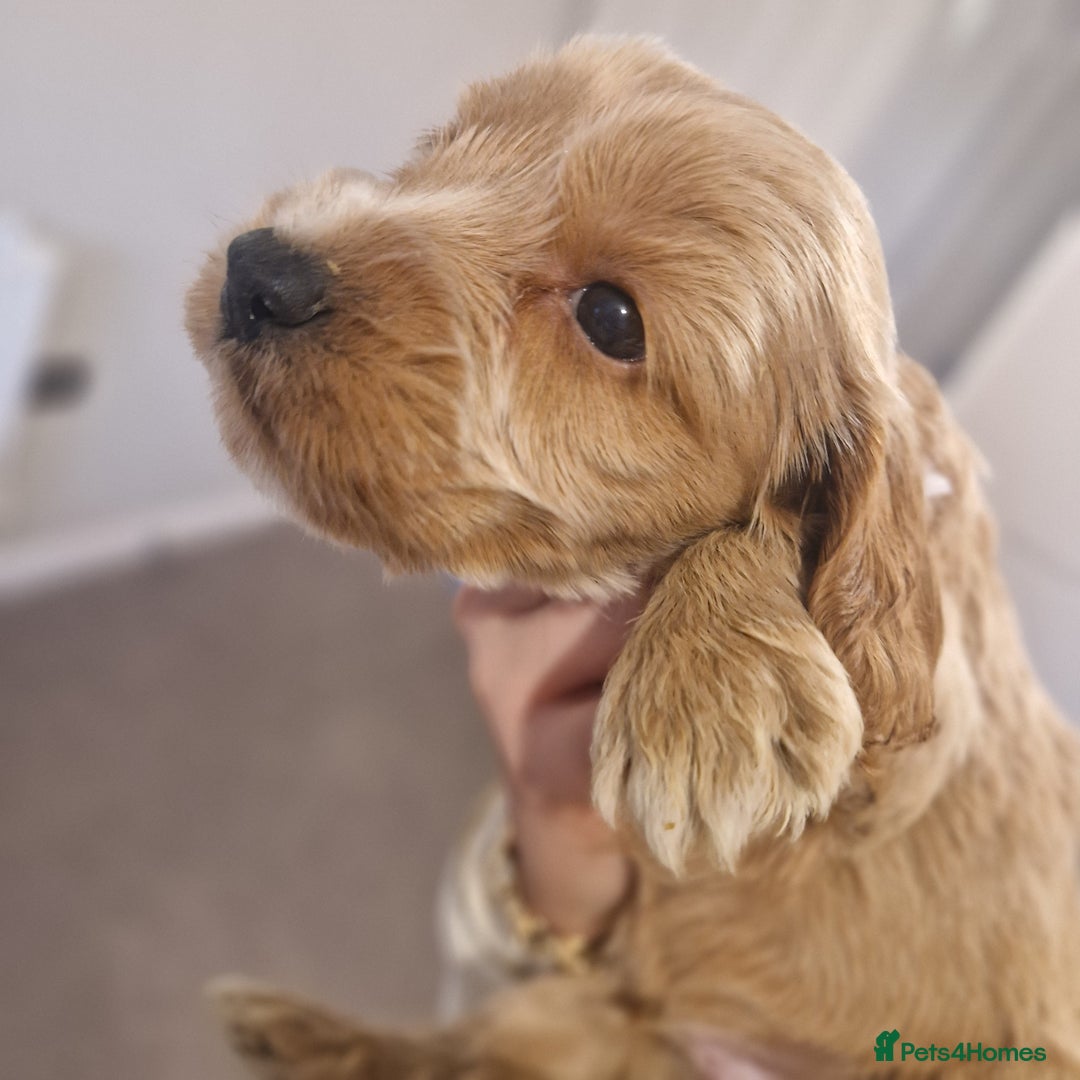 Cockapoo dogs for sale: 6 beautiful F2 cockapoos for sale!    - Advert 15