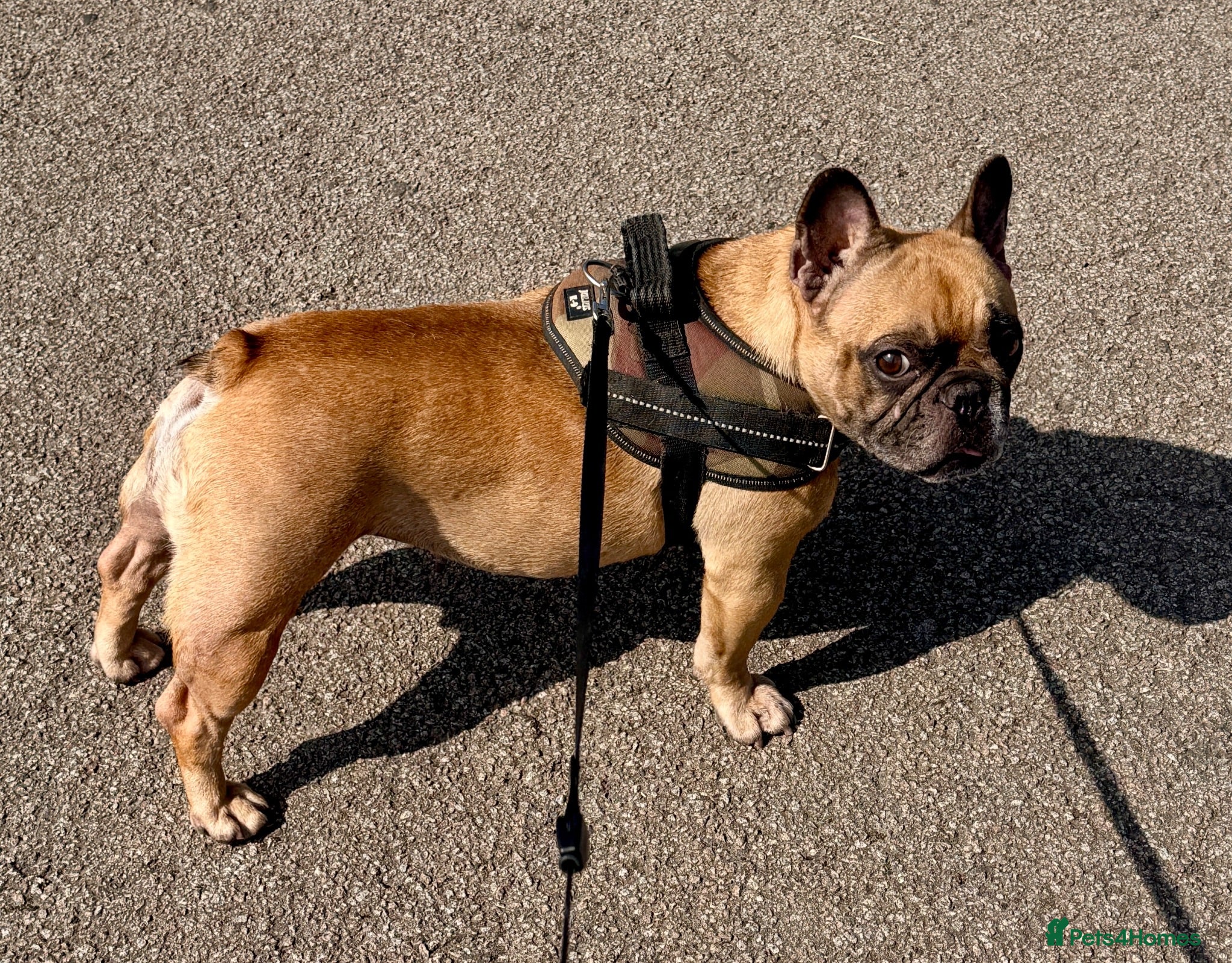 French Bulldog dogs KC Reg Frenchbulldog - Advert 1