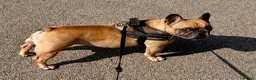 French Bulldog dogs for sale: KC Reg Frenchbulldog - Advert 1
