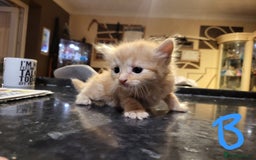 Mixed Breed cats for sale: Beautiful kittens - Image 3