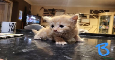 Mixed Breed cats - Advert 15