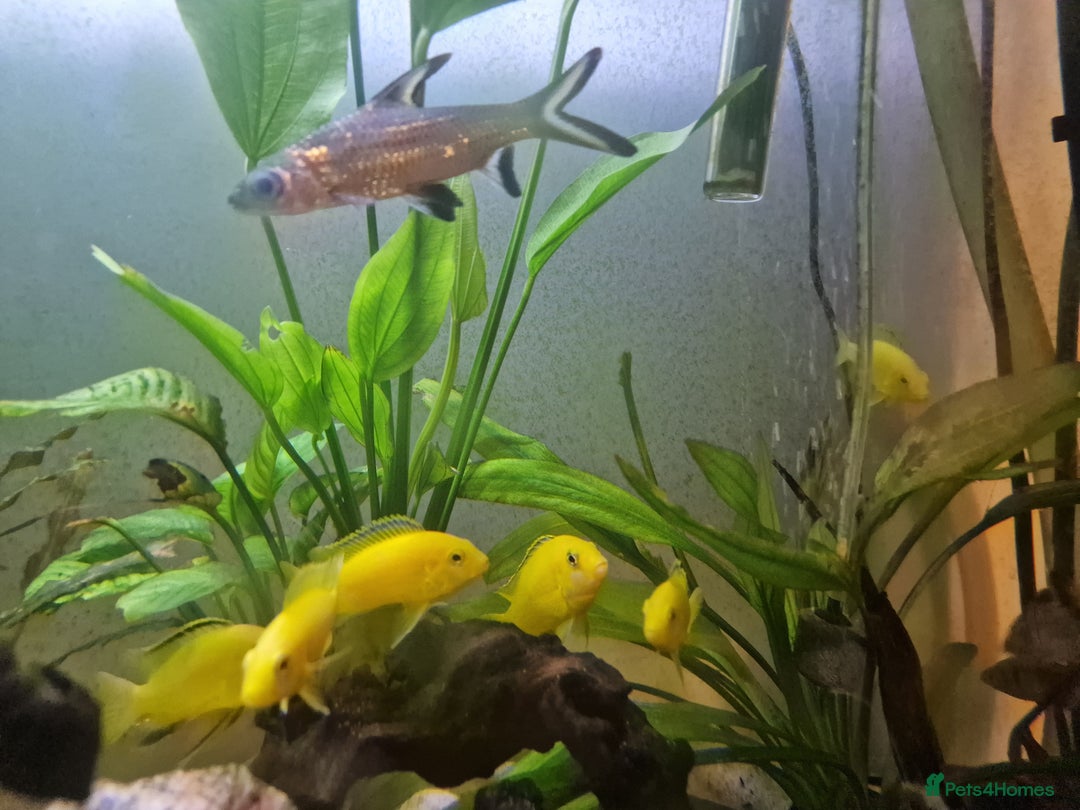 Sharks fish for sale: Silver Sharks  - Image 3