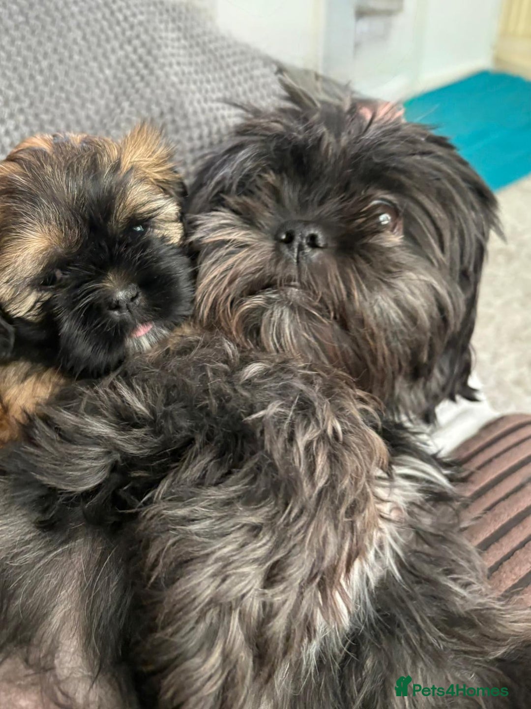 Shih Tzu dogs for sale: Shih Tzu Puppies Litter of 3 - Image 5